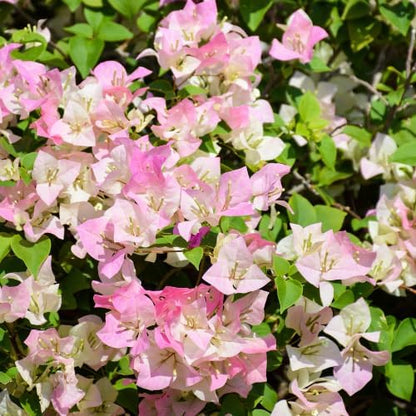 Set 2 Pink White Bougainvillea Plants Live, 5-8" Perennial Colorful Bougainvillea Plant for Outdoor Garden, Patio, Well Rooted