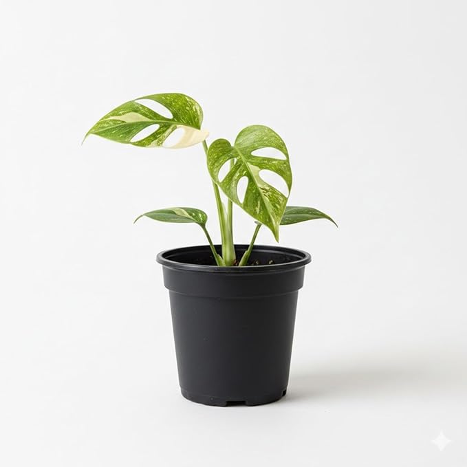 Constellation Monstera Plant, Rare Variegated Monstera Live Plant, Philodendron Houseplant for Indoor Growing, 4 to 6 Inc Tall
