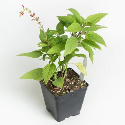 2 Vibrant Sage Salvia Live Plants, Fragrant Perennial Sage Plants Live for Spring Planting, Summer Planting, 5 to 10 Inches in Tall, (Mexican)