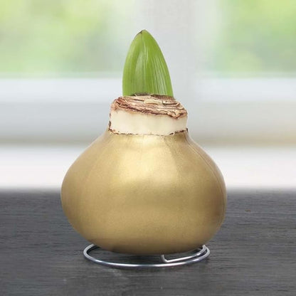 Gold Base Waxed Amaryllis Flower Bulb with Stand, No Water Needed