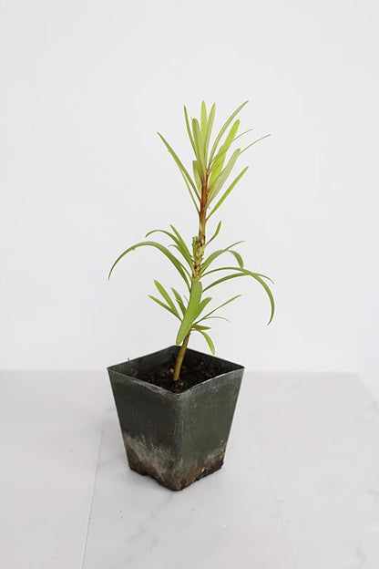 My Shelfie – Podocarpus Macrophyllus Maki Tree (Japanese Yew), 2-Inch Live Evergreen Bonsai Starter Plant for Outdoor Garden, Hedge, or Landscape Décor (1)