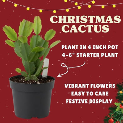 Peach Christmas Cactus Plants Live in 4 Inch Pot, Perennial Christmas Thanksgiving Cactus Plants Potted, Vibrant Flower Holiday Houseplant Indoors Outdoors
