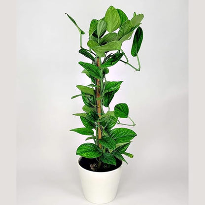 2 Rare Philodendron Live Plants Varieties Collection, Philodendrons Plants Size 5-9 Inc for Indoor Houseplant Décor, Ornamental Tropical Well-Rooted (Monstera Dark Green)