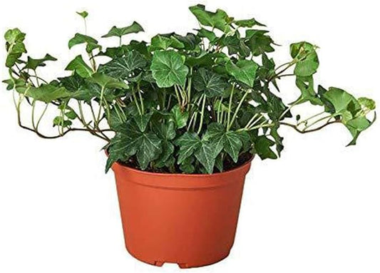 English Ivy Green Live Plant for Indoor | Different Houseplants in 4'' & 6'' Pot | Real House Plant for Living Room, Office, Desk & Bathroom | Hedera Helix Green California