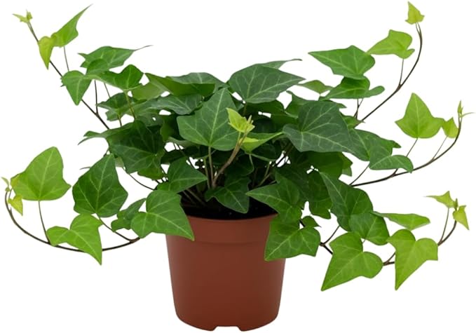 English Ivy Live Plant, Perennial English Ivy Vine Live Plant in Pot, 4 to 8 Inches Tall