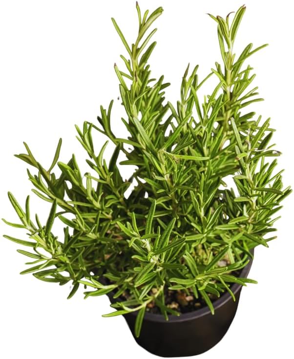 3 Blue Rosemary Plants Live, Live Rosemary Plants, 4 Inc Tall, Fragrant Herb Plant Outdoor Indoor