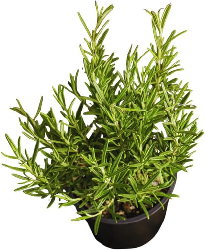 3 Blue Rosemary Plants Live, Live Rosemary Plants, 4 Inc Tall, Fragrant Herb Plant Outdoor Indoor