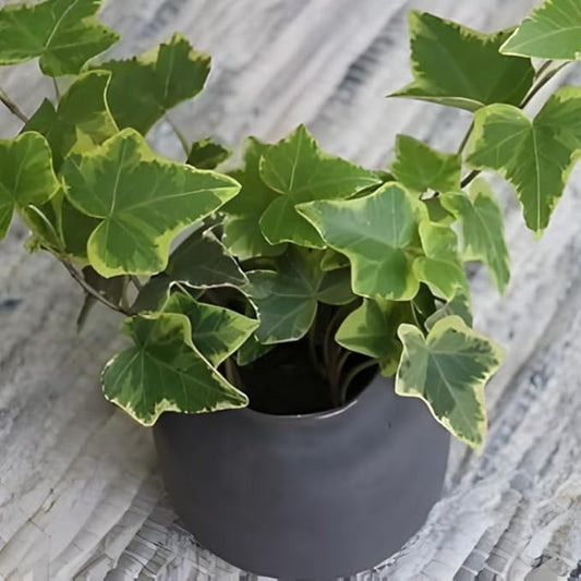 Gold Child Ivy Plant Live in 6 Inch Pot | English Ivy Live Plants | Trailing & Climbing Easy-Care Ivy Houseplant | Real English Ivy Plant for Pots, Shelves & Hanging Displays