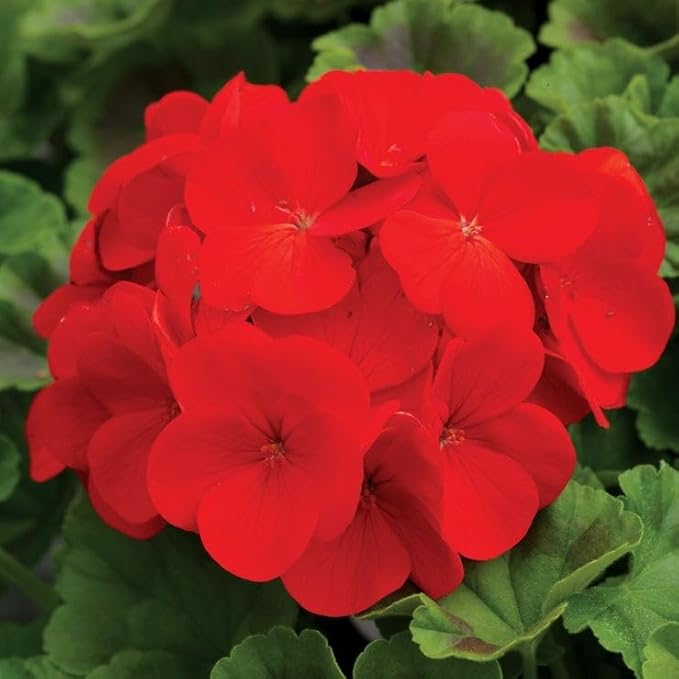 Park Seed Flower Pinto Premium Deep Red Hybrid Geranium Seeds - Pack of 100 Seeds, Vibrant Deep Red Blooms, Compact Growth, Perfect for Containers and Garden Beds