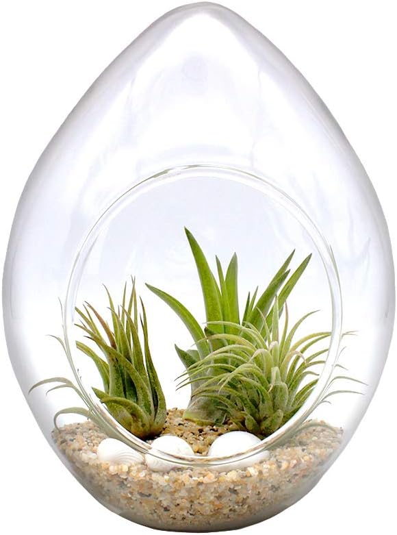 6-Inch Teardrop Glass Terrarium Complete Kit with 3 Live Tillandsia Air Plants, Colored Sand and Seashells (Beach Sand)