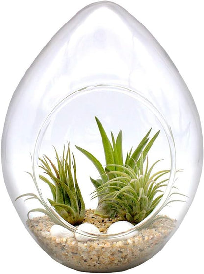 6-Inch Teardrop Glass Terrarium Complete Kit with 3 Live Tillandsia Air Plants, Colored Sand and Seashells (Beach Sand)