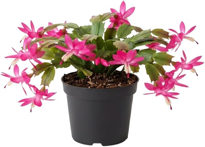 Dark Pink Christmas Cactus Plants Live in 4 Inch Pot, Perennial Christmas Thanksgiving Cactus Plants Potted, Vibrant Flower Holiday Houseplant Indoors Outdoors