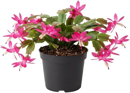 Dark Pink Christmas Cactus Plants Live in 4 Inch Pot, Perennial Christmas Thanksgiving Cactus Plants Potted, Vibrant Flower Holiday Houseplant Indoors Outdoors