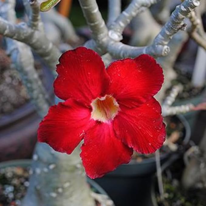Red Desert Rose Plant Live, Adenium Desert Rose Flowers, Perennial Flowers Succulent Plant, Vibrant Bloom, 4 to 7 Inch Tall, Well Rooted