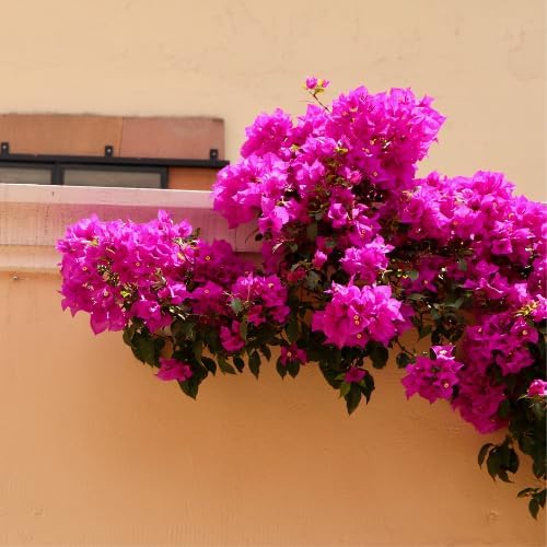 Set 2 Pink Bougainvillea Plants Live, 5-8" Perennial Colorful Bougainvillea Plant for Outdoor Garden, Patio, Well Rooted