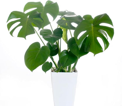 2 Rare Philodendron Live Plants Varieties Collection, Philodendrons Plants Size 5-9 Inc for Indoor Houseplant Décor, Ornamental Tropical Well-Rooted (Monstera Deliciosa)