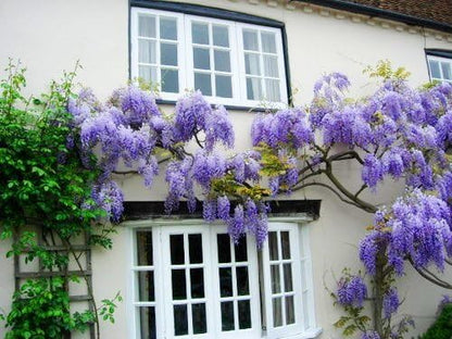 Blue Moon Wisteria Vine - Massive Foot Long Fragrant Flowers - Attract Hummingbirds - 2 - Year Plant by - Japanese Maples and Evergreens®