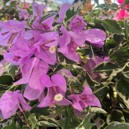 Set 2 Blueberry Ice Bougainvillea Plants Live, 5-8" Perennial Colorful Bougainvillea Plant for Outdoor Garden, Patio, Well Rooted