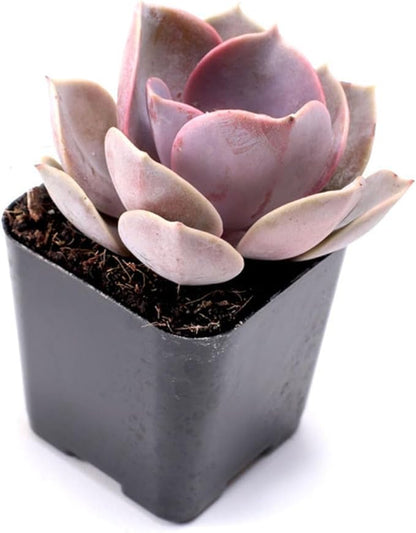 Mountain Crest Gardens Assorted Succulents Bulk Pack - 100 Live Plants in 2 Inch Pots - Real Indoor/Outdoor Succulents for DIY, Gifts, Weddings, and Home Decor