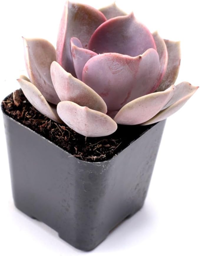 Mountain Crest Gardens Assorted Succulents Bulk Pack - 25 Live Plants in 2 Inch Pots - Real Indoor/Outdoor Succulents for DIY, Gifts, Weddings, and Home Decor