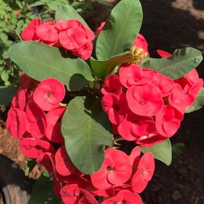 Red Crown of Thorns Plant, 5-8" Euphorbia Milii Plant, Crown of Thorns Plants Live for Planting Outdoors Indoors, Well Rooted, No Pot