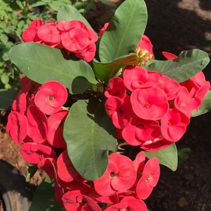 Red Crown of Thorns Plant, 5-8" Euphorbia Milii Plant, Crown of Thorns Plants Live for Planting Outdoors Indoors, Well Rooted, No Pot