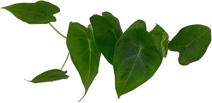 ragnaroc Alocasia Frydek ‘Velvet Elvis’ (Alocasia micholitziana) 2ct – Live Plant for Indoor Outdoor Use, Garden & Landscaping – Live Arrival Guaranteed