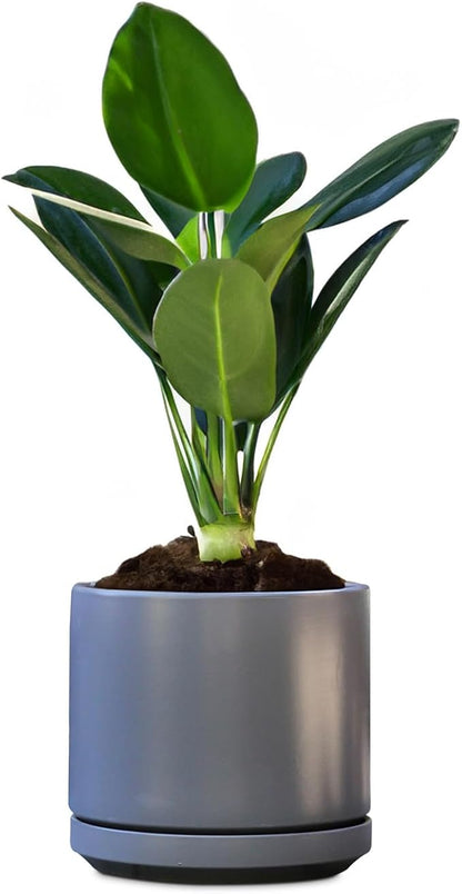 PLANTATOREM Ceramic 10 Inch Mid Modern Planter Pot with Drainage Hole and Saucer, Indoor Cylinder Round Flower Pot, Perfect for Planting Succulents, Herbs, Flowers, House Plants, Jet Grey