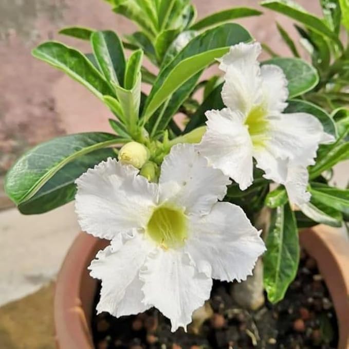 White Desert Rose Plant Live, Adenium Desert Rose Flowers, Perennial Flowers Succulent Plant, Vibrant Bloom, 4 to 7 Inch Tall, Well Rooted