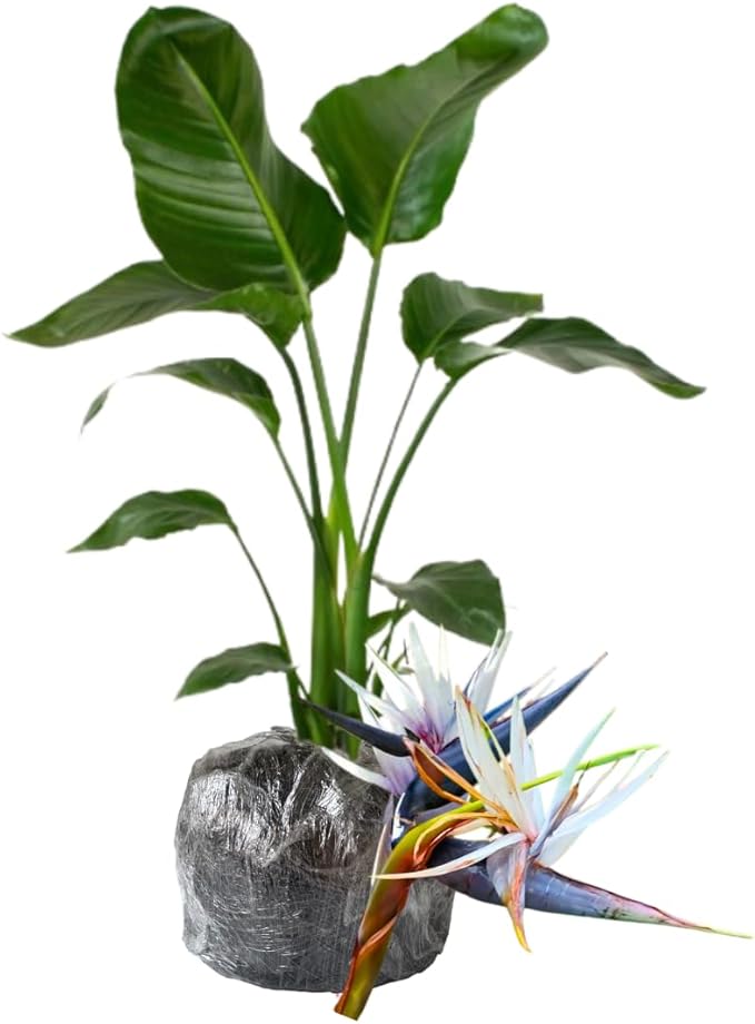 Bird of Paradise Plant Live Houseplant, 5 to 10 Inches Tall, Tropical Strelitzia Reginae Bird of Paradise Bush Live Plant (White Bird of Paradise)