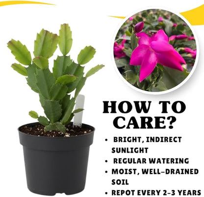 Pink Purple Christmas Cactus Plants Live in 4 Inch Pot, Perennial Christmas Thanksgiving Cactus Plants Potted, Vibrant Flower Holiday Houseplant Indoors Outdoors