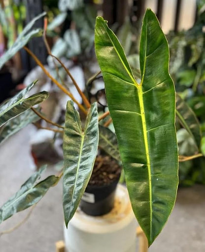 Variegated Philodendron Live Plant 4-8 Inches, Rare Indoor Houseplants for Container Growing (Billiataie Philodendron)