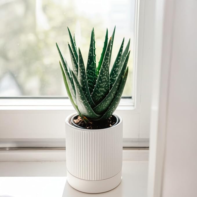 Small Plant Pots, 4 Inch Pots for Indoor Plants, Modern Minimalist Ceramic Plant Pots with Drainage Hole & Saucer, White Set of 2