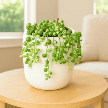 Variegated String of Pearls Plant Live, Trailing Succulent Vine, Indoor Hanging Houseplant, 4 Inch Pot