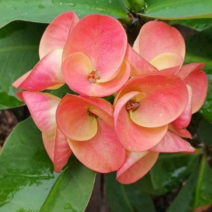 Pink Salmon Crown of Thorns Plant, 5-8" Euphorbia Milii Plant, Crown of Thorns Plants Live for Planting Outdoors Indoors, Well Rooted, No Pot