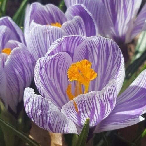 Jolie's Stars Striped Crocus (20 Bulbs) Made in USA, Ships from Our Iowa Nursery