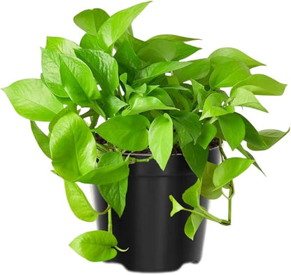 Live Pothos Plant, Pothos Live Plant from 5 to 7 Inc Tall, Houseplant Plant Gardening, 4 Inc Pot (Green)