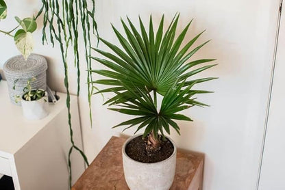 GARDENERA Palm Tree Potting Mix - The Ultimate Soil for Strong and Healthy Palms - Top Choice for Palm Tree Growers [2 Quart Bag]