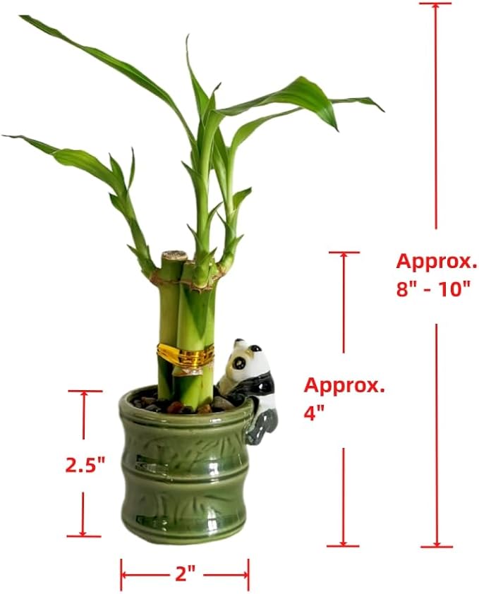 Coop & Harp Small Lucky Bamboo Live Indoor Plant with Ceramic Vase, Live Indoor Lucky Bamboo for Home, Office and Gift (Panda)