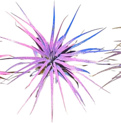 Rainforest Grown 3 Pack Ionantha Air Plants Assorted Sizes Pink & Purpled Enhanced Coloring - Live Tillandsia - 1 to 3 inches â€“ Succulents 30 Day Guarantee