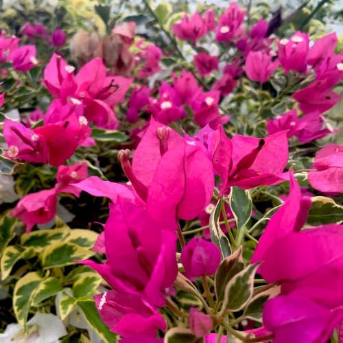 Set 2 Blueberry Ice Bougainvillea Plants Live, 5-8" Perennial Colorful Bougainvillea Plant for Outdoor Garden, Patio, Well Rooted