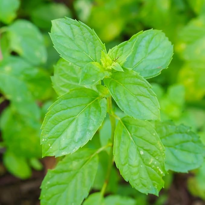 Spearmint Live Plant, 3 to 6 Inch Tall Spearmint Herb Plant, Mint Plants for Outdoors, No Pot