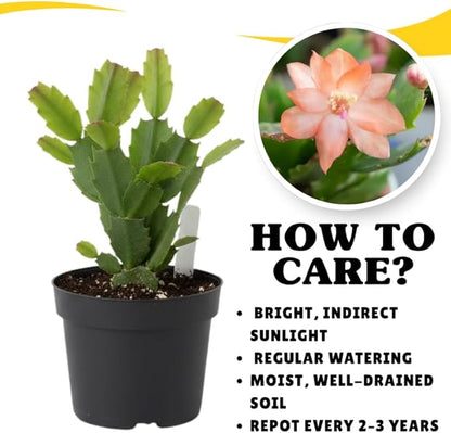 Peach Christmas Cactus Plants Live in 4 Inch Pot, Perennial Christmas Thanksgiving Cactus Plants Potted, Vibrant Flower Holiday Houseplant Indoors Outdoors