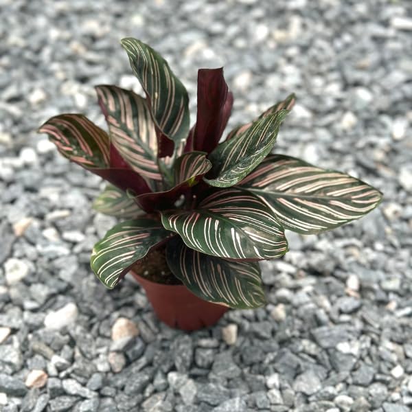 Calathea Ornata Live Plant in 2" Pot - Live Plants Pet Safe Air Purifying Indoor Houseplants Flowers for Home Office Wedding Decor & Birthday Gift (Heat Pack Included)