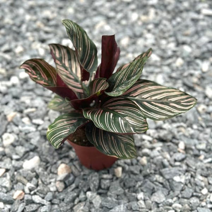 Calathea Ornata Live Plant in 2" Pot - Live Plants Pet Safe Air Purifying Indoor Houseplants Flowers for Home Office Wedding Decor & Birthday Gift (Heat Pack Included)