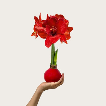 Waxed Amaryllis Bulb - Red Wax Red Blooms, No Water Needed, Extra-Large Indoor Winter Flower, New Years, Galentine & Valentine Holiday Gift