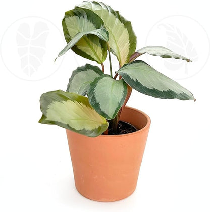 Calathea Picturata, Live Plant in a 4 Inch Growers Pot, Live Indoor, Easy to Grow, Easy to Care, and Low Maintenance Houseplant (4" pots Wide)