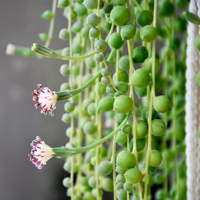 String of Pearls Plant Live for Indoor Outdoor Garden, String of Pearls Pot, Live String of Pearls Plant, Succulent Houseplants Decoration, Green String of Pearls, 2.5" Pot