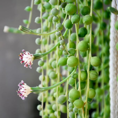 String of Pearls Plant Live for Indoor Outdoor Garden, String of Pearls Pot, Live String of Pearls Plant, Succulent Houseplants Decoration, Green String of Pearls, 2.5" Pot
