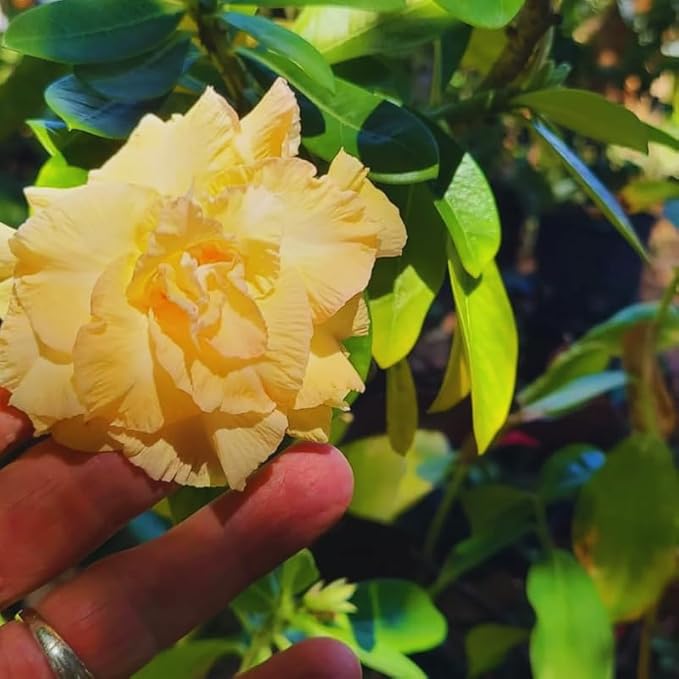 Double Yellow Desert Rose Plant Live, Adenium Desert Rose Plant Live, 4 to 7 Inches Tall, Flowering Succulent Plant